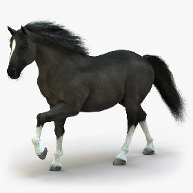 3D Horse (2) (Black) (ANIMATED) (FUR)